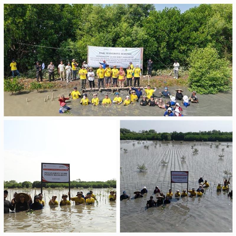 PROGRAM TJSL KONSERVASI MANGROVE